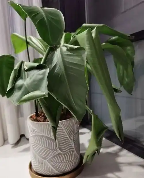 鹤望兰不好养容易黄叶子杜绝黄叶子温度湿度要满足