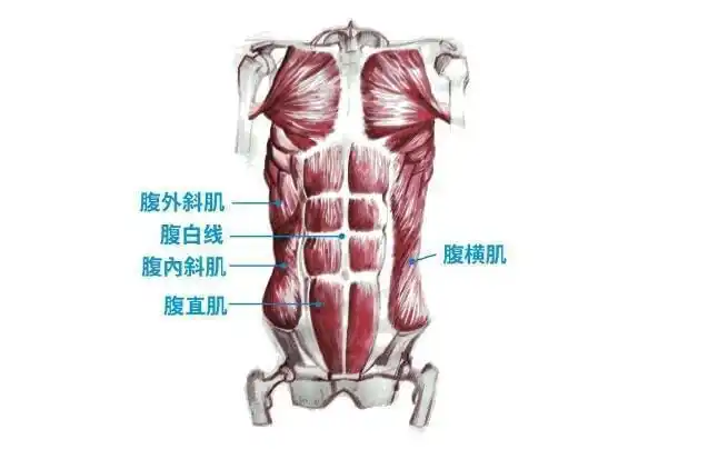 人鱼线的4大等级请自行入座