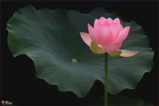 柯汝读邮:t54荷花 佛教之圣花(收藏版)|莲花|盛开|白莲|并蒂莲_网易