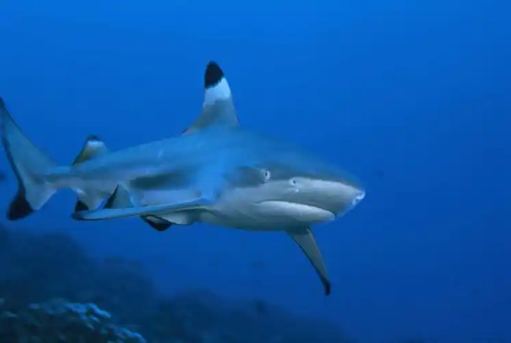 室外,白天,正面,旅游,度假,海底,水下,海浪,海洋,美景,哺乳动物,鲨鱼