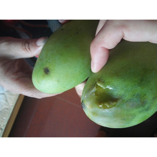 > 芒果好吃,运输中坏了