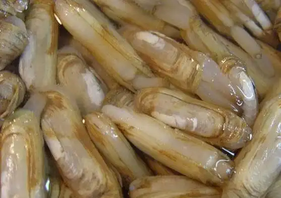 15种常见的贝壳类海鲜,你见过几种?