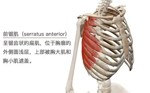 前锯肌长啥样?