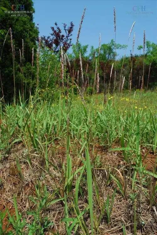 哪些普通零食你有独特的吃法?