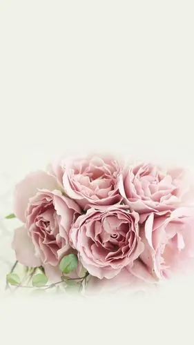 花#苹果6高清壁纸,iphone 6 plus高清壁纸,不是高清我不发,更锻同