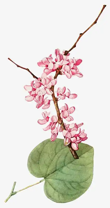 紫叶树素材_紫叶树图片元素-觅元素