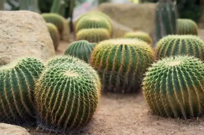 沙漠植物标志logo图片_沙漠植物素材_沙漠植物logo免费下载 - logo