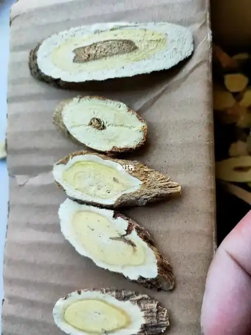 如何辨别野生黄芪