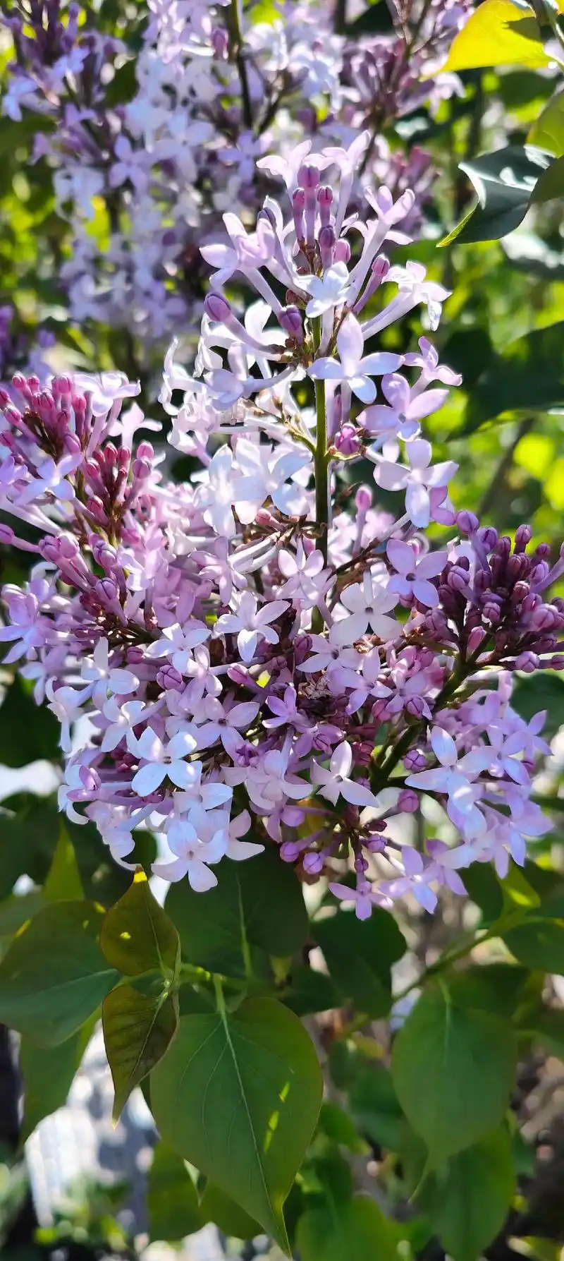 精品从生大灌木丁香花94昌吉市博斯坦苗木专业合作社 - 抖音