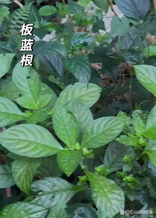 p>中草药植物|每日一学习认识 【板蓝根】 br>1,板蓝根 又名:大青根