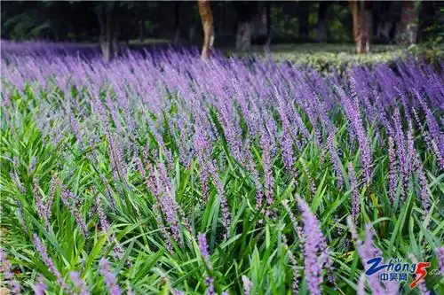 2020年第20号花情预报:麦冬花竞相开放 紫色花海扮靓龙城