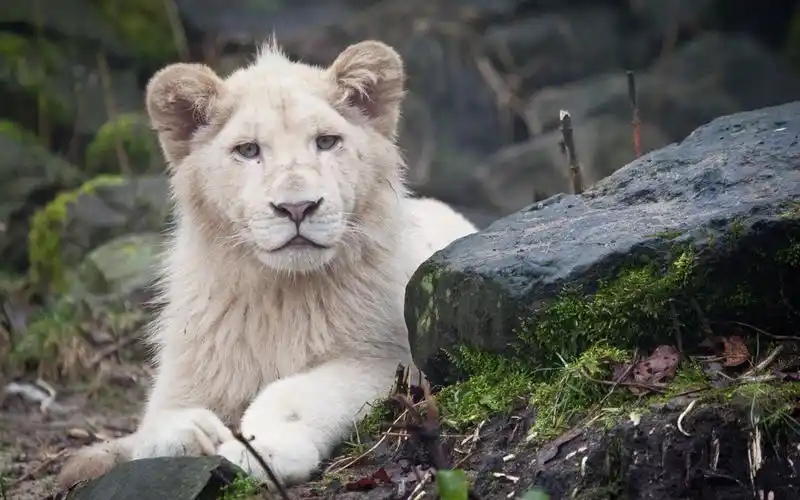 威猛白狮帅气高清桌面壁纸