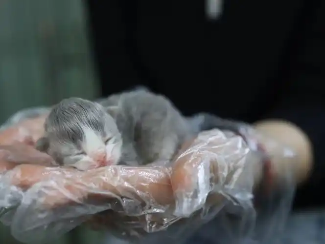 出生一天的小奶猫小清新风格