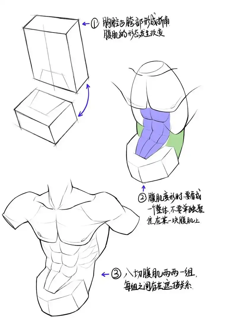 八块腹肌,两两一组,共四组,每组腹肌的大 - 抖音