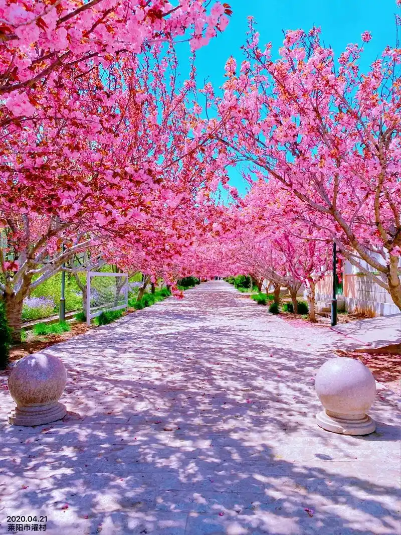 烟台·莱阳濯村樱花节4.18开园.第一波早鸟票只售3天,抖音 - 抖音