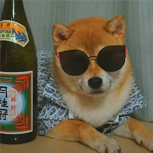 搞笑图片快乐的小狗头像