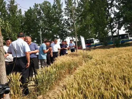 观堂镇组织镇村干部到谢集镇观摩优质小麦品种产业园