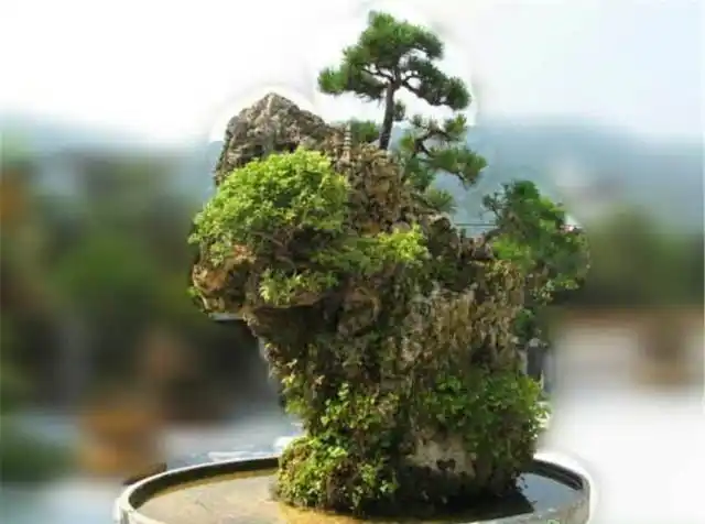 假山盆景好养护可浇水这1步10个人有9个人都做错了