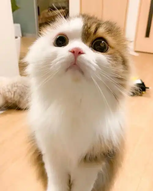 有水汪汪圆溜溜大眼睛的猫咪总是这么漂亮呆萌可爱