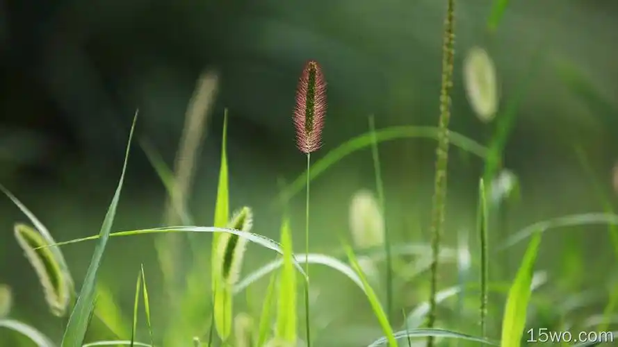 护眼壁纸 1920x1200壁纸 小清新壁纸 wuxga壁纸 - e屋壁纸