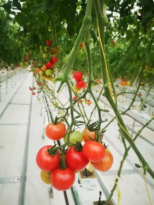 中国以色列农业科技合作园发展高效农业:番茄树上长 蔬菜像鲜花凤凰网