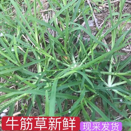 牛筋草新鲜千千踏蟋蟀草老牛拽潮汕牛顿草忝仔千金草中草药材