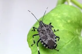 臭屁虫图片大全共18张