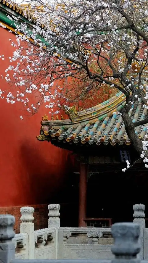唯美故宫红墙映花影,高清桌面,手机锁屏图片-壁纸族