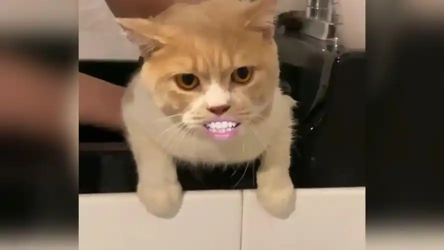 这些动物太可爱了,逗比动物搞笑行为!