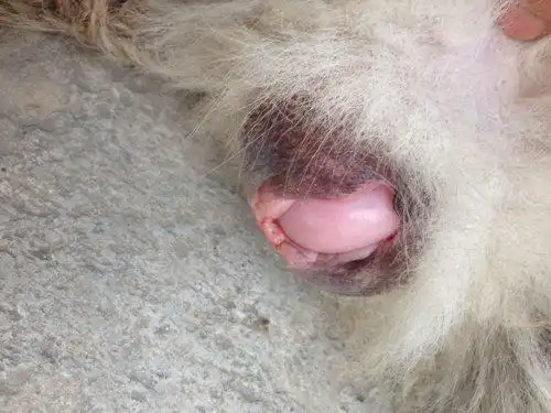 狗狗未配种过,现在子宫脱落,该怎么治疗?