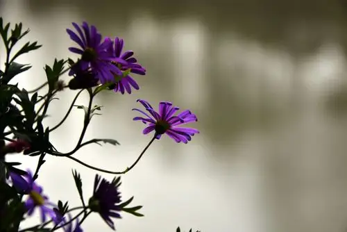 逆光拍摄的效果