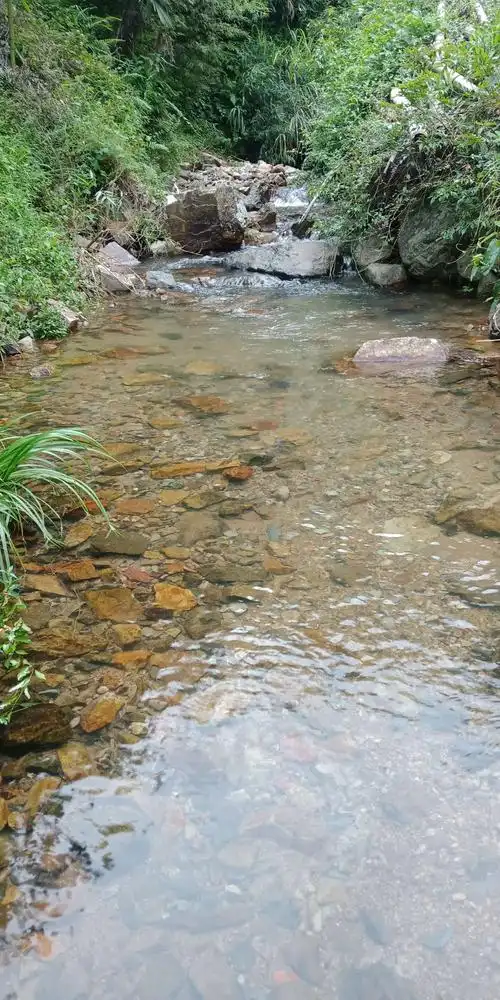 河水清澈见底,小鱼儿成群结队的游来游去.