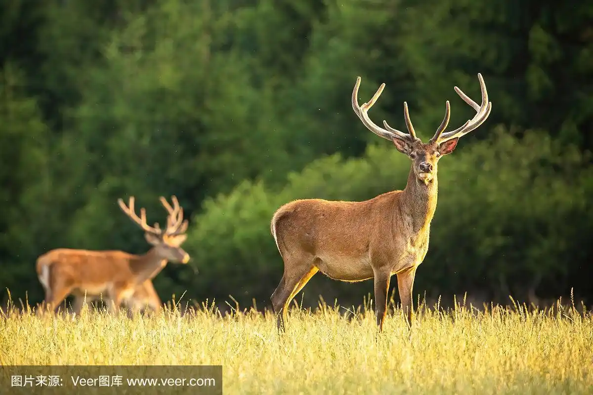 夏天在草地上长着新鹿角的马鹿