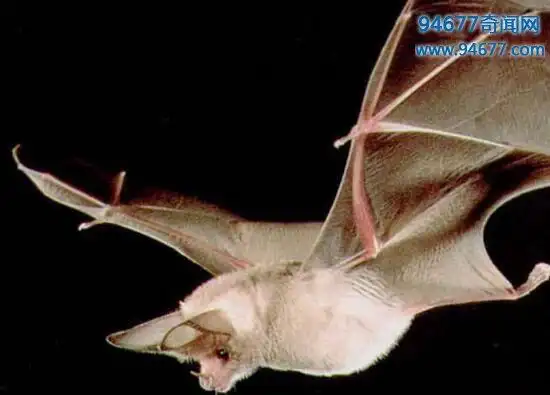 鬼吹灯猪脸大蝙蝠凶恶至极嗜血成性的吸血蝙蝠