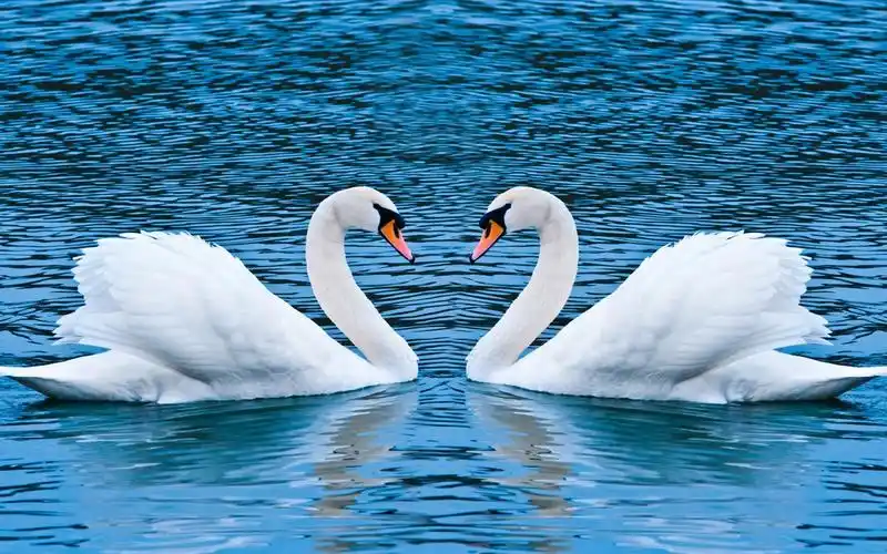 描述: 两只天鹅-爱情壁纸图片 当前壁纸尺寸: 1280 x 800