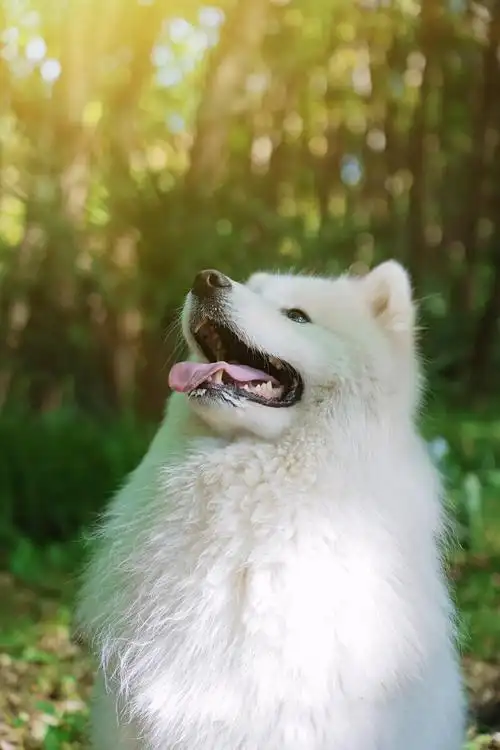 可爱的宠物狗哈士奇