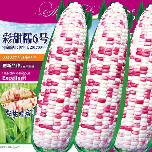 北蔬玉米种子产矮大棒抗旱抗倒郑单958四川杂交包谷 甜糯6号玉米种子
