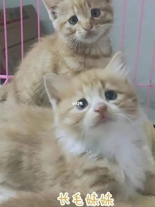 0618-02     橘猫长毛波斯猫串串     两个半月   未疫苗  已驱虫