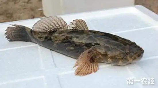 农经网 农业科技 养殖技术    笋壳鱼,也叫云斑尖塘鳢,泰国笋壳鱼,它
