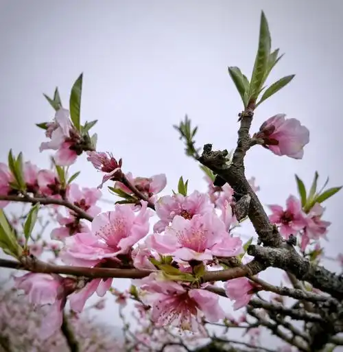 早春三月赏杏花看桃花