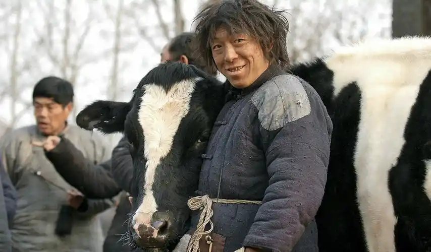 几分钟看完国产电影《斗牛》穷小伙跟一头奶牛的爱情故事!