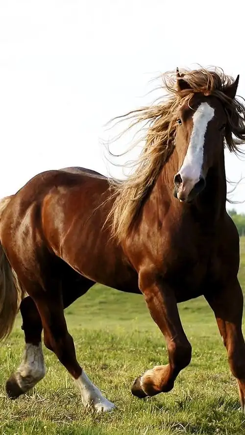棕色马,草,天空 iphone 壁纸