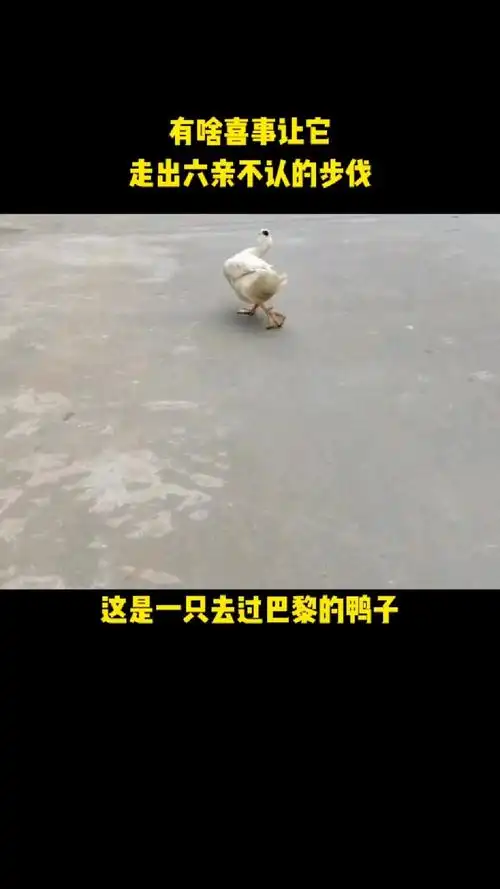 这鸭子太销魂了,竟然走出六亲不认步伐