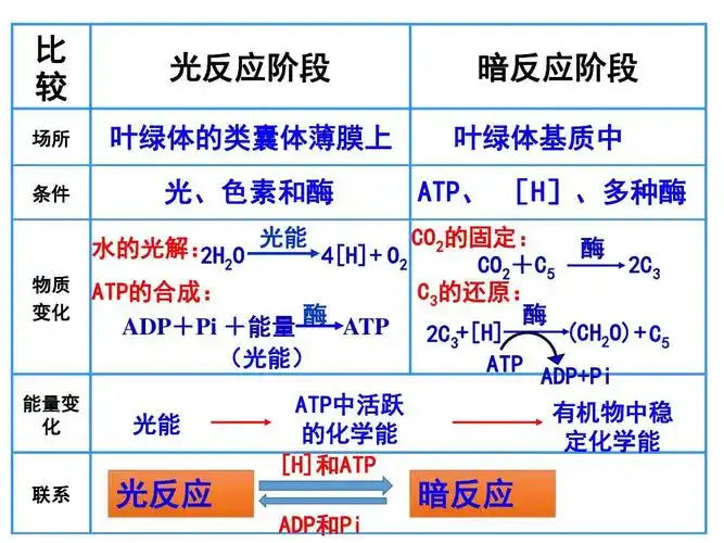 高一理化生 光合作用过程(第3课时)ppt 比 较 场所 条件 光反应阶段