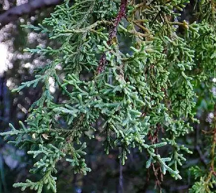 cupressus lusitanica mill.