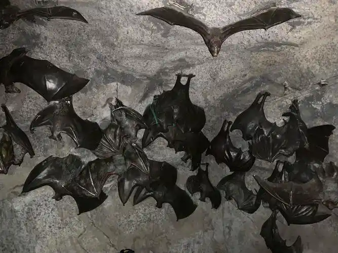蝙蝠洞