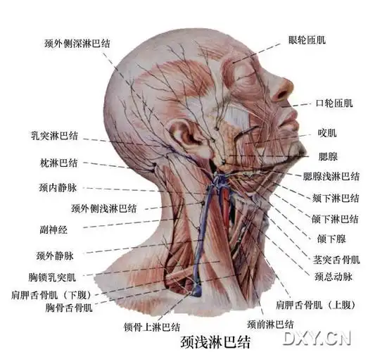 【推荐】几张颈部淋巴结的图片