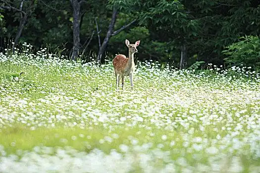 北海道,梅花鹿,白花