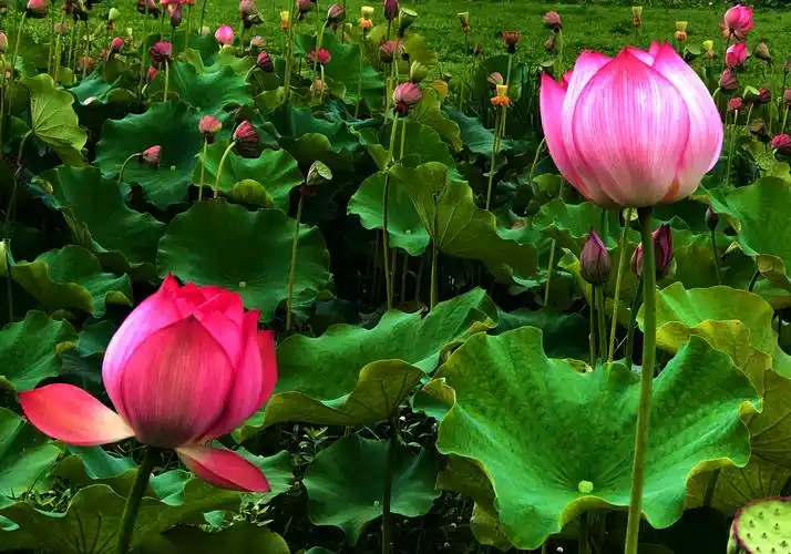 荷花荷花——你最纯洁最美丽