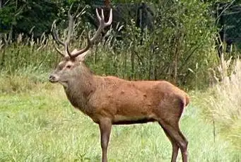 新疆马鹿能发出狮子的吼声,角挑腿踢,能直接抵抗凶猛的天敌?